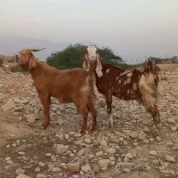 ۳ عدد بز درجه یک خوب