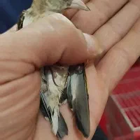 جوجه سهره قناری کبوتر عروسهلندی مرغعشق