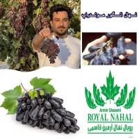 فروش نهال انگور موندراپ