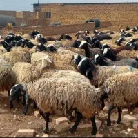 دامــپــروران ژـن گوسفند sreior|حراج|مهریز, |دیوار