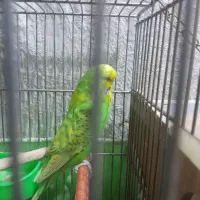 مرغ عشق نر و ماده|پرنده|لنجان, |دیوار