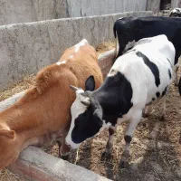 گوساله دورگ محلی