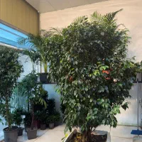 بنجامین بزرگ