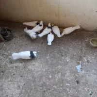 کبوتر|پرنده|کبودرآهنگ, |دیوار