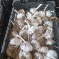 سیر خشک درجه یک ده تن