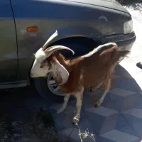 بز.