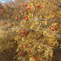 انار قرمز|خوردنی و آشامیدنی|چگنی, |دیوار