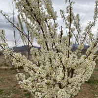 باغ ۳۰۰۰ متری دستجرد پشت دهکده صبا