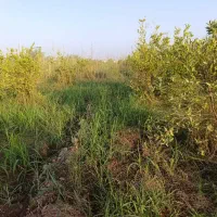 فروش-زمین-باغی-جریه-سید-راضی