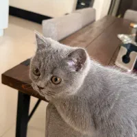 گربه بریتیش بلو|گربه|بندرعباس, |دیوار