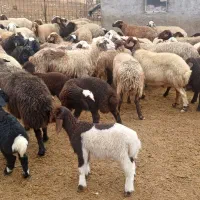 میش وبره|حیوانات مزرعه|اندیمشک, |دیوار