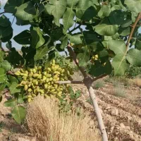 پیوند پسته با ضمانت صدرصد وکتبی|خدمات باغبانی و درختکاری|شیراز, گل سرخ|دیوار