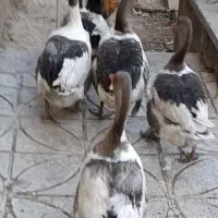 غاز نر یک ساله