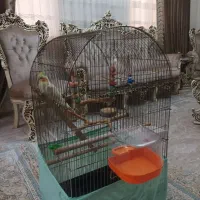 عروس هلندی|پرنده|تهران, فلاح|دیوار