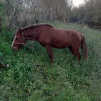 اسب اخته ۵سال کت کلفت|اسب و تجهیزات اسبسواری|لاهیجان, طالقانی|دیوار