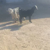 دو عدد کهره