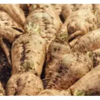 چغندر تازه خوراکی ودامی