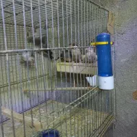 ۱۷ عدد فنچ نرگسی