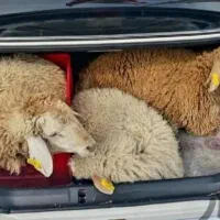 گوسفند زنده خونی جهت تمامی مراسمات شما با قصاب|حیوانات مزرعه|مشهد, الهیه|دیوار