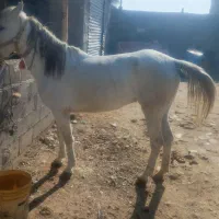 فروش مادیون سه سال کرد ابستن