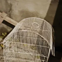 قفس عروس هلندی|لوازم جانبی حیوانات|آذرشهر, |دیوار