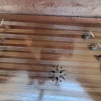 سنتور دو مهر مرادی