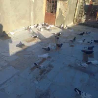 کفتر طوقی و چتری|پرنده|قم, شهرک مهدیه (مدرس)|دیوار