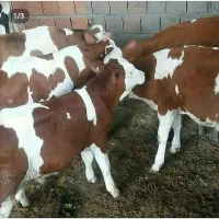 فروش گوساله|حیوانات مزرعه|قزوین, |دیوار