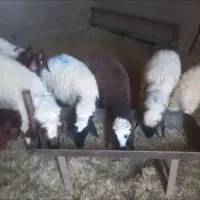 بره نر رگایی شیرمست