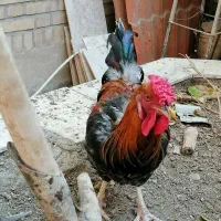 خروس چهل تاج