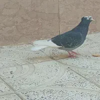 کبوتر کفتر