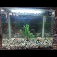 آکواریوم شرکتی شیشه خم|ماهی|قم, مسجد امام حسن|دیوار