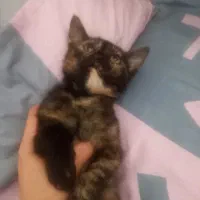 گمشده محدوده رستوران اریانا