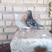 کفتر سورور دم سفید