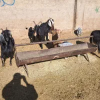 ۶راس سالار بز گیسه کهره دار