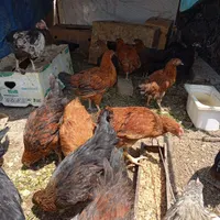 جوجه مرغ و خروس فروشی|کلکسیون و سرگرمی|سمنان, |دیوار