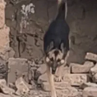 ژرمن ماده|سگ|کاشمر, |دیوار