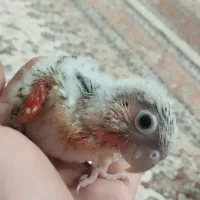 جوجه گرنچیگ سرلاکی آناناسی