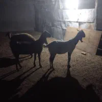 بز دورگه پاکستانی
