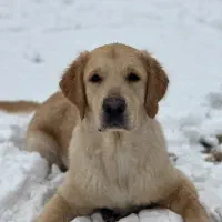 گلدن رتریور|سگ|تهران, جیحون|دیوار