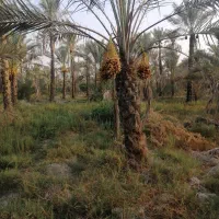 دالکی نخل|گل و گیاه طبیعی|برازجان, |دیوار