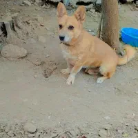 سگ نگهبان|سگ|گرمسار, |دیوار