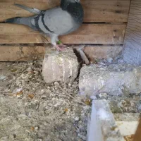 سبز پلاکی نر|پرنده|بم, |دیوار