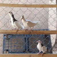 جوجه دورگ