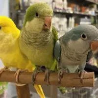 خرید و فروش انواع طوطی ملنگو راهب گرینچیک خورشیدی