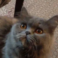 گربه ای نژاد دار ۱ ساله|گربه|کرج, گوهردشت|دیوار