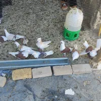 کبوتر|پرنده|دره شهر, |دیوار