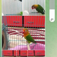 فروش طوطی برزیلی نر همراه باقفس