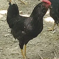 مرغ و خروس گلین