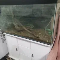 اکواریوم|ماهی|مشهد, شهرک امام هادی (شهرک غرب)|دیوار